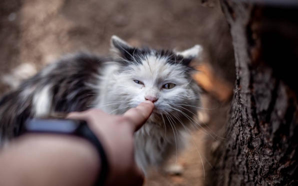 old 122277 Россиянка заказала киллера для кота