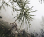 frozen pine branch with ice frost Ледяной дождь и сильный ветер обрушатся на Мордовию