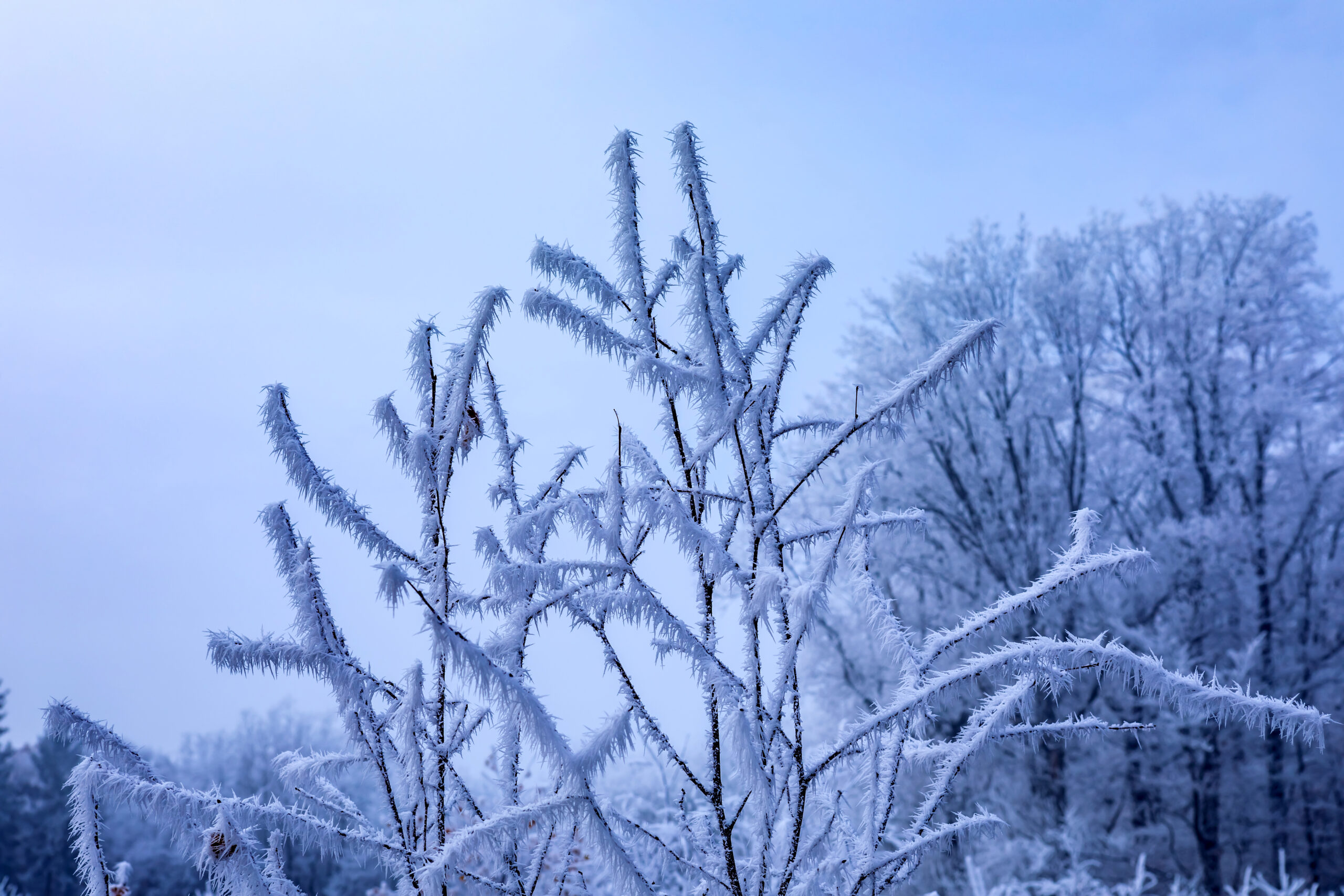 closeup shot rosehip branches covered by frost 1 scaled Жителей Мордовии предупредили об опасности погодных условий