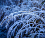 closeup shot rosehip branches covered by frost В Мордовии похолодает до -18