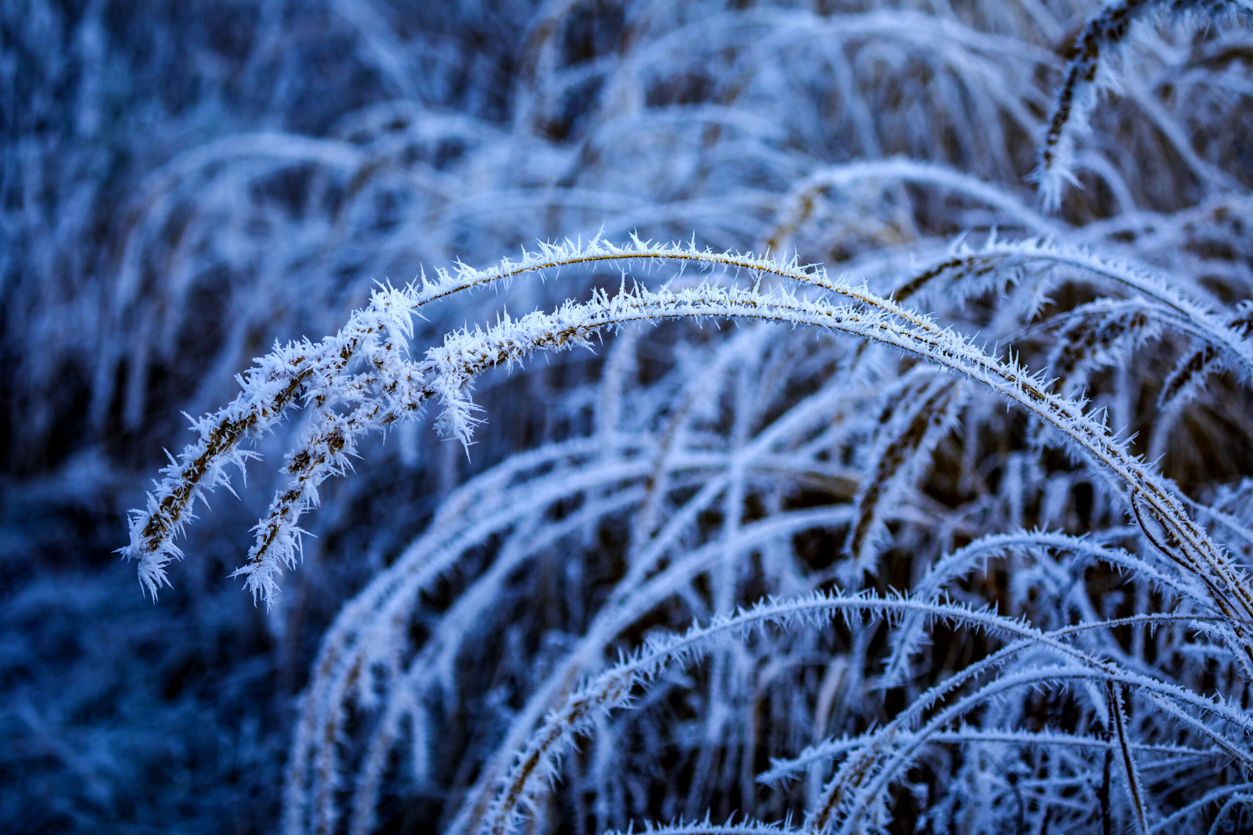 closeup shot rosehip branches covered by frost scaled В Мордовии похолодает до -18