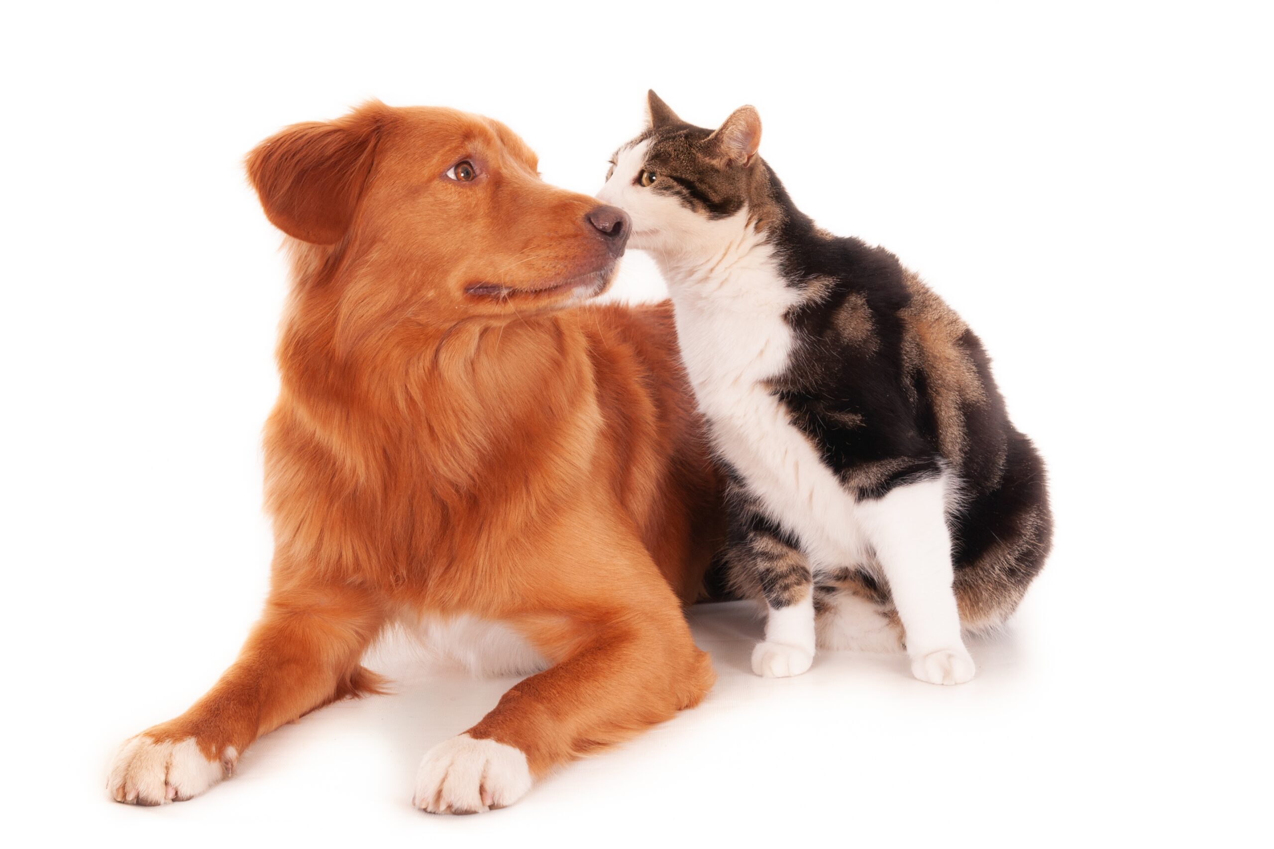 nova scotia cat retriever dog playing funnily white surface scaled В Мордовии началась вакцинация домашних собак и кошек