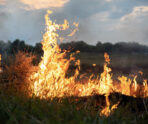 fire steppe grass is burning destroying everything its path Травяные палы начались в Мордовии