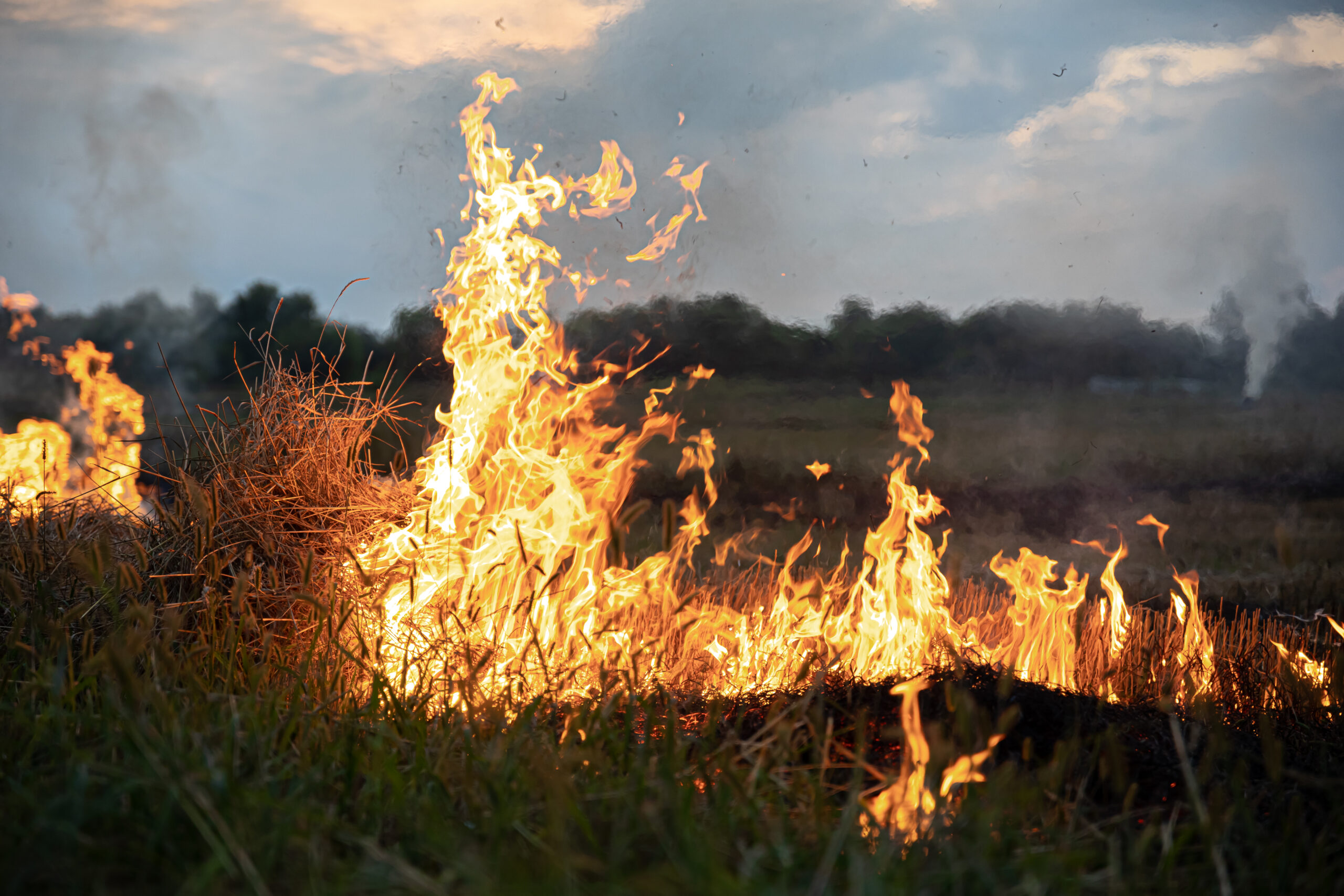 fire steppe grass is burning destroying everything its path scaled Травяные палы начались в Мордовии